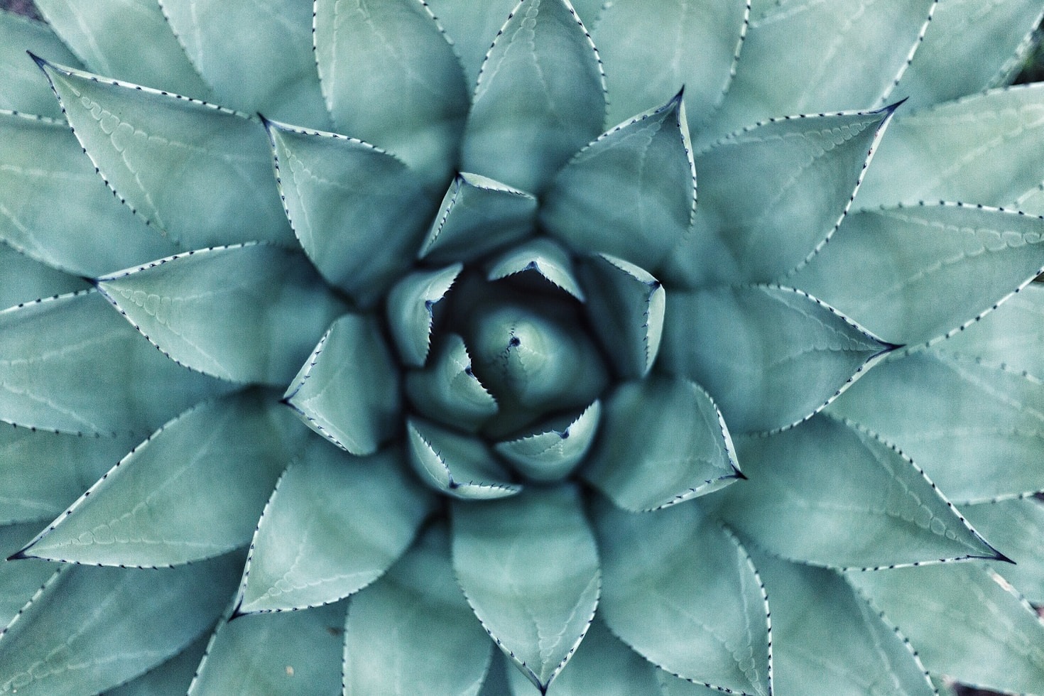 Explorando Plantas Medicinais na Farmácia Atual